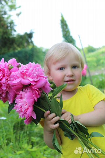 Деленки пион розовый махровый корни Сара Бернар