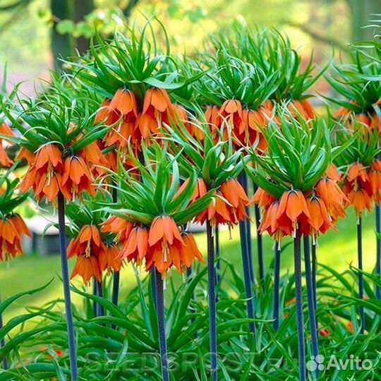 Рябчик императорский