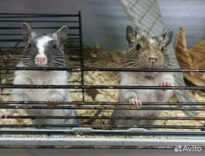 Чилийская белка дегу Пара с клеткой