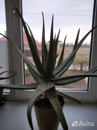 Алоэ вера лечебный