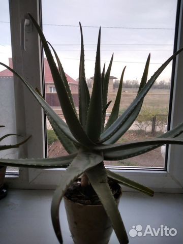 Алоэ вера лечебный