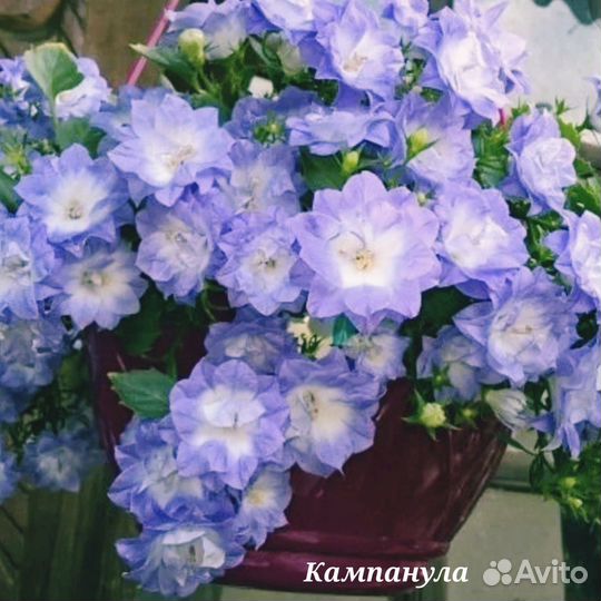 Кампанула (жених и невеста)