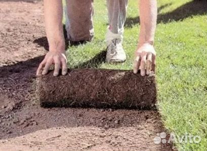 Продажа Рулонного газона