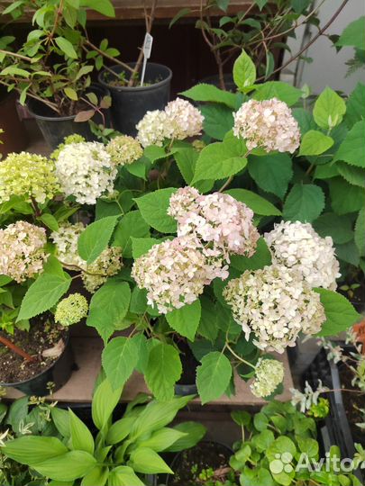 Гортензии много сортов