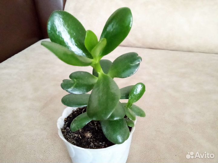 Толстянка - денежное дерево