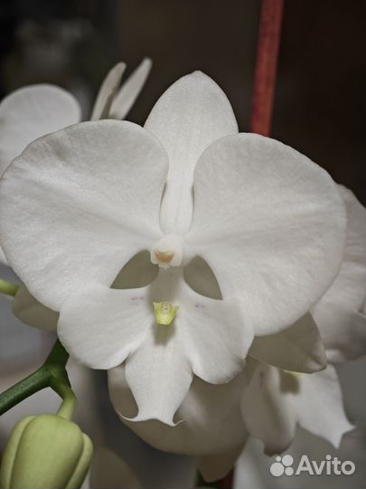 Орхидея фаленопсис биг лип