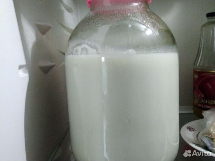 Молодой пес, отростки алоэ, козий жир