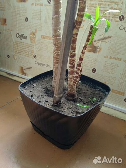 Пальма юкка