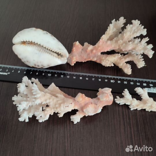 Морская ракушка и кораллы для аквариума