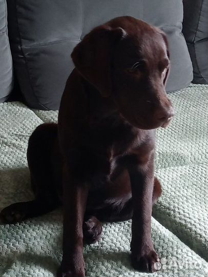 Собака Лабрадор (щенок)