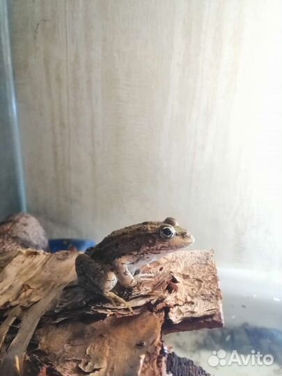 Лягушка озёрная