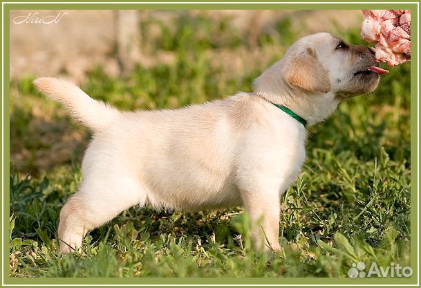 Черная девочка лабрадор