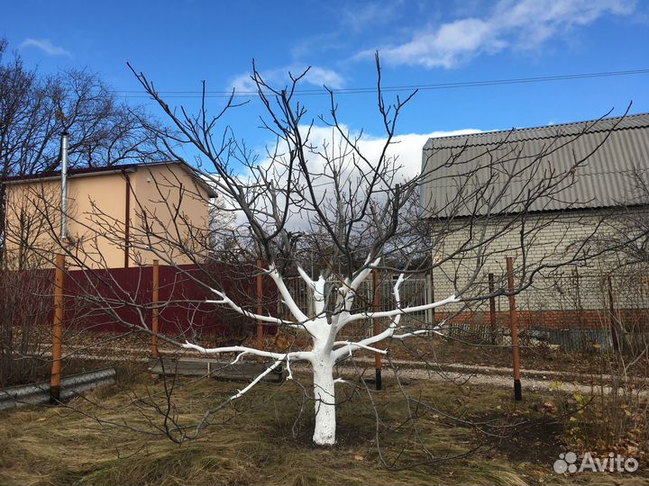 Саженцы сосна обыкновенная и грецкий орех
