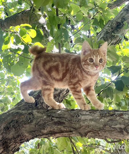 Курильский бобтейл