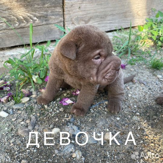 Собаки щенки шарпей