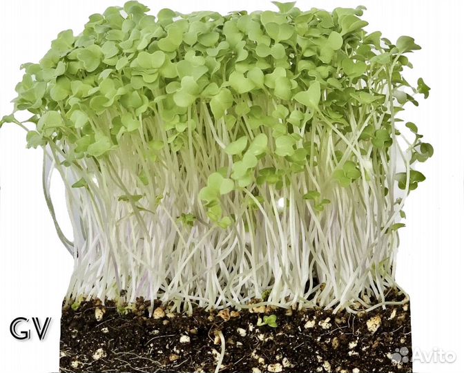 Микрозелень 