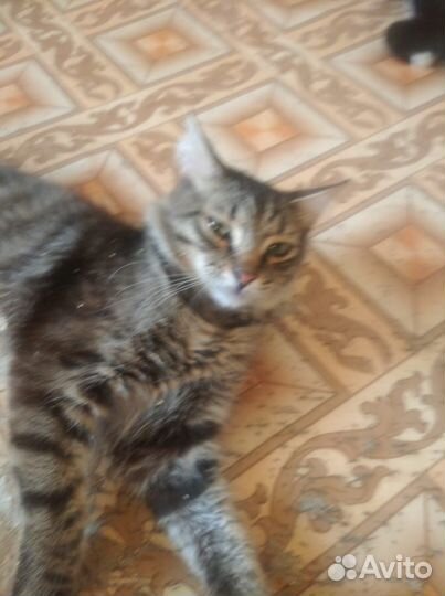 Кошки в добрые руки бесплатно