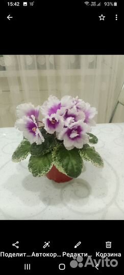 Укорененные черенки фиалок с детками