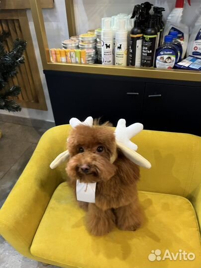 Той пудель вязка кабель (развязан)