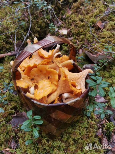 Личички сухие