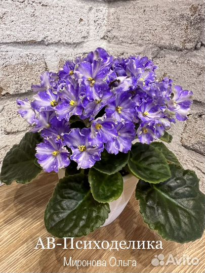 Детки сортовых фиалок