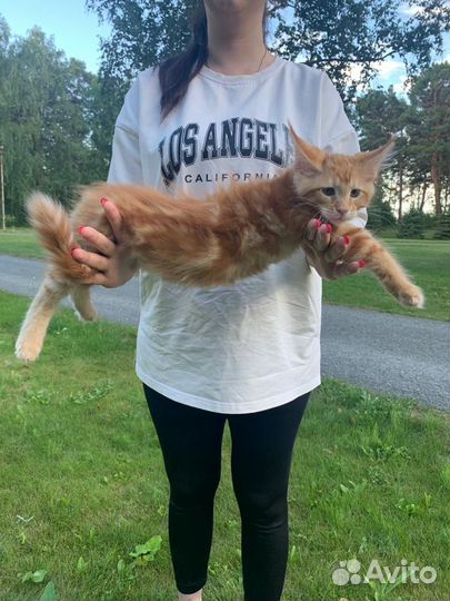 Котята мейн-кун