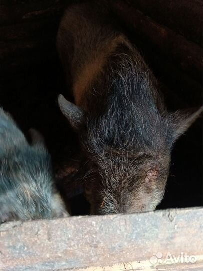 Свинки и хряк