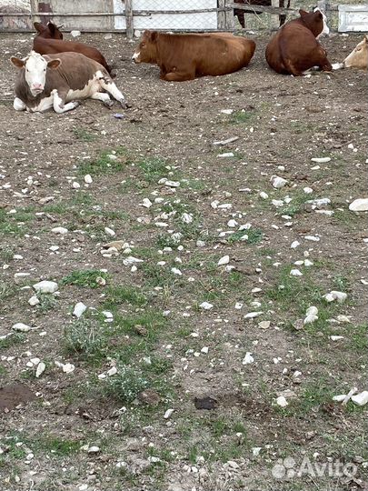 Герефорд телки