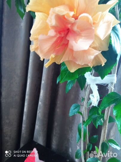 Гибискус китайская роза