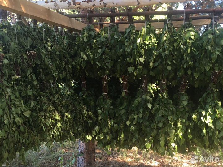 Банные березовые веники