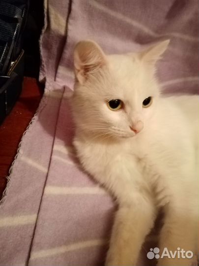 Милая кошечка ищет дом