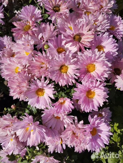 Хризантемы корейские-2