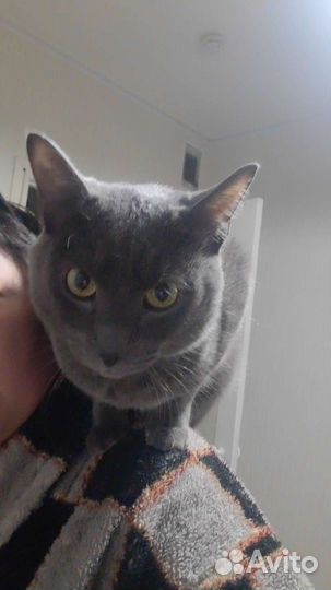 Кот