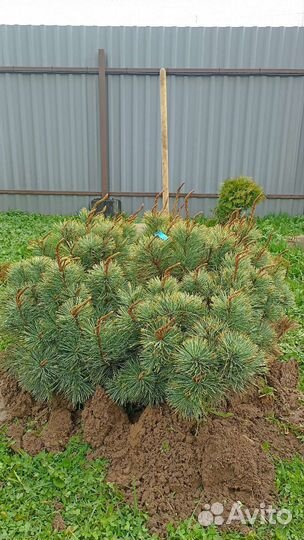 Кедровый стланик