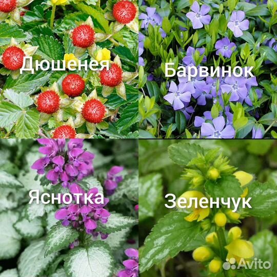 Уличные растения