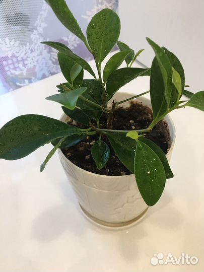 Фикус бенджамина