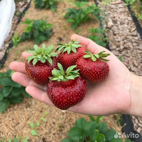 Виктория сорт альбион, Азия,Сирия