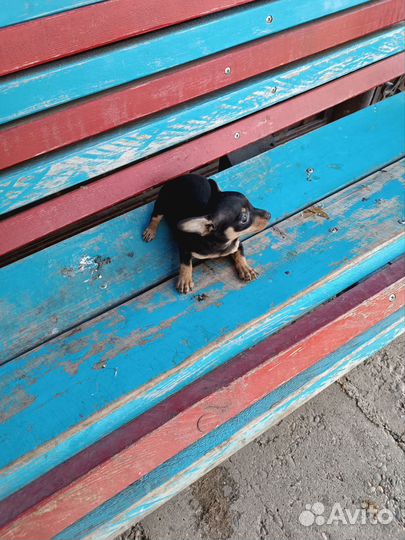 Той-терьер щенок