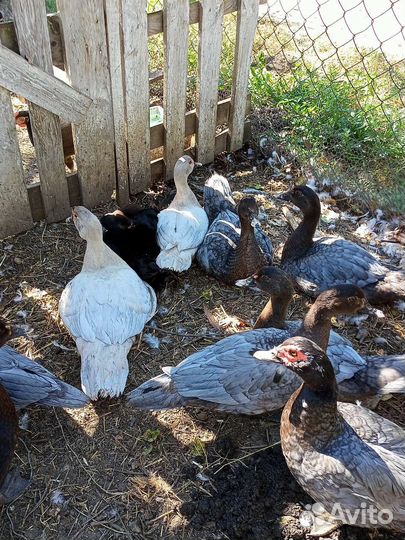 Мускусные утки тяжелые линии