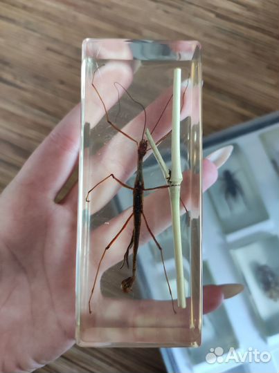 Насекомые и их знакомые