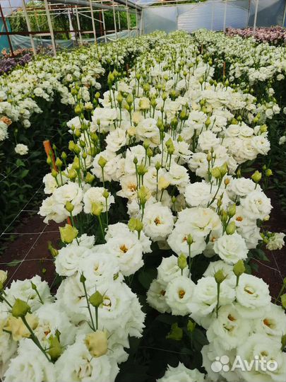 Цветы с доставкой