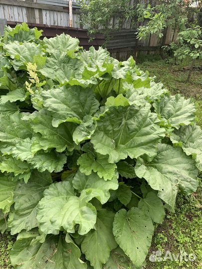 Ревень стебли