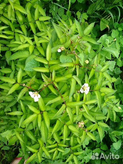 Тибетская малина или Малиника, 4 шт