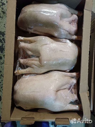 Мясо гуся, бройлер, утка, мулард