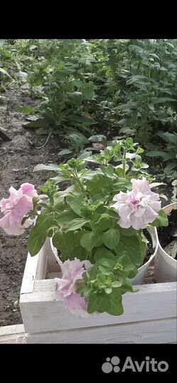 Петуния махровая Дабл Каскад Орхид Мист