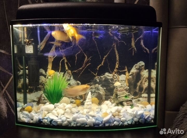 Аквариум