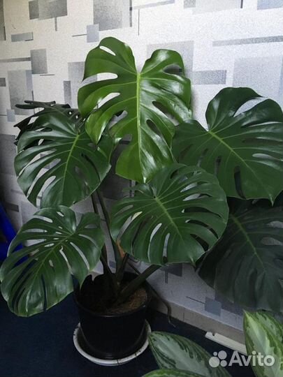 Монстеры 3 сорта гигант отростки