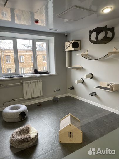 Зоогостиница для кошек / передержка