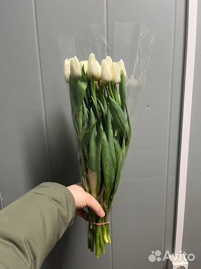 Тюльпаны
