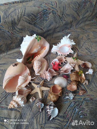 Коллекция морских раковин